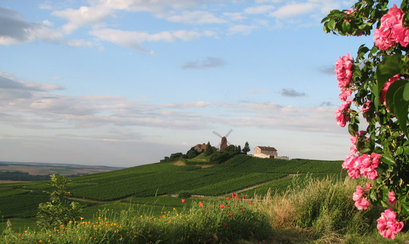 Le vignoble, le terroir